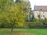 Baum am Schloss